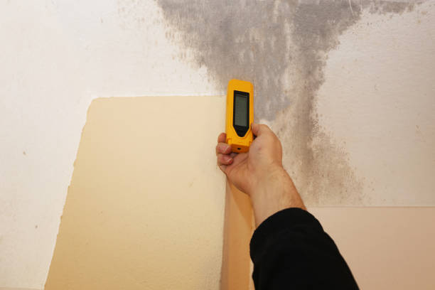 Biohazard Mold Removal in Hillsboro, TX