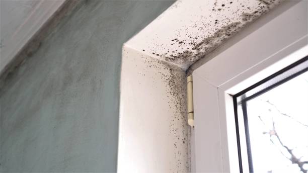 Best Post-Construction Mold Inspection  in Hillsboro, TX