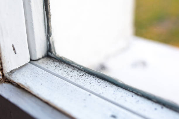 Best Black Mold Removal  in Hillsboro, TX
