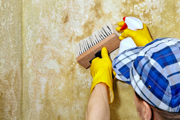 Best Mold Damage Restoration  in Hillsboro, TX