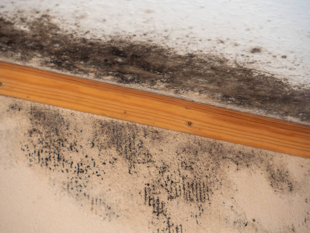 Best Indoor Air Quality Assessment  in Hillsboro, TX