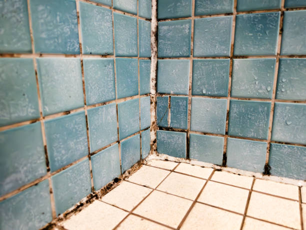 Best Environmental Consulting for Mold Prevention  in Hillsboro, TX