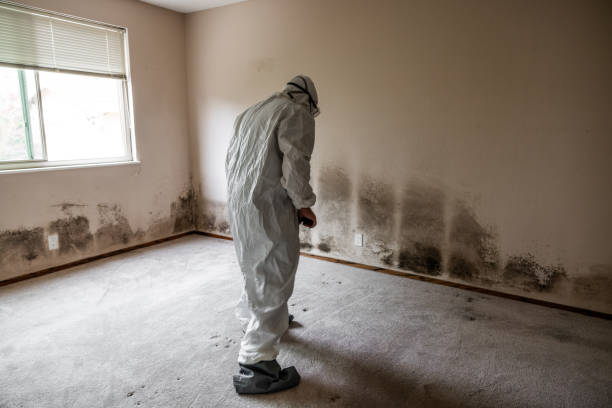 Best Real Estate Mold Inspection  in Hillsboro, TX