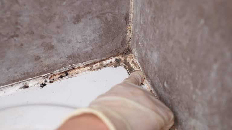  Hillsboro, TX Mold Removal Pros